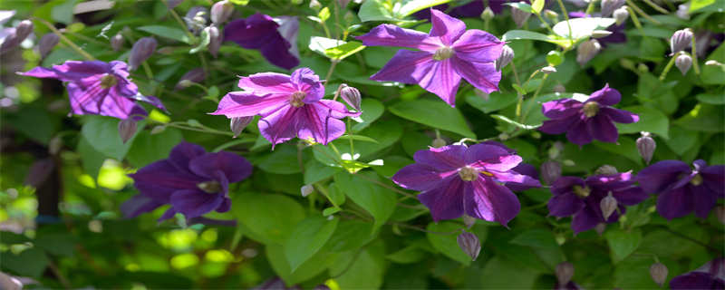 紫露草锦吊兰的养殖方法 紫兰草怎么种
