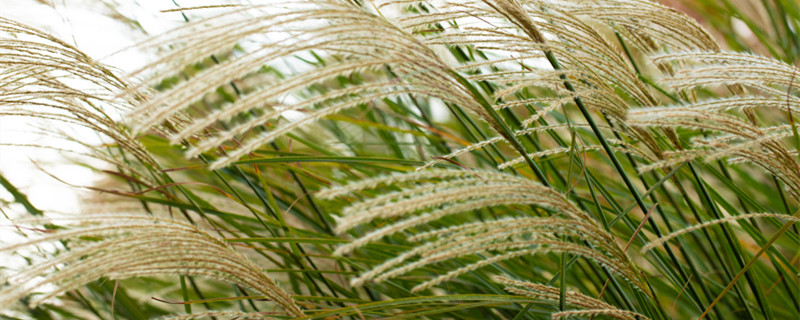 芦竹和芦苇是一种植物吗 芦竹属于什么植物