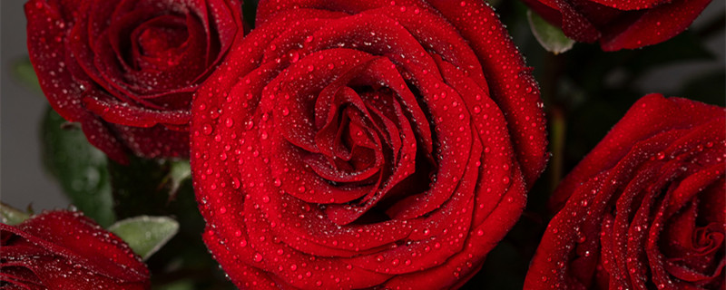 玫瑰花有什么特点 玫瑰花有什么特点和形状或颜色