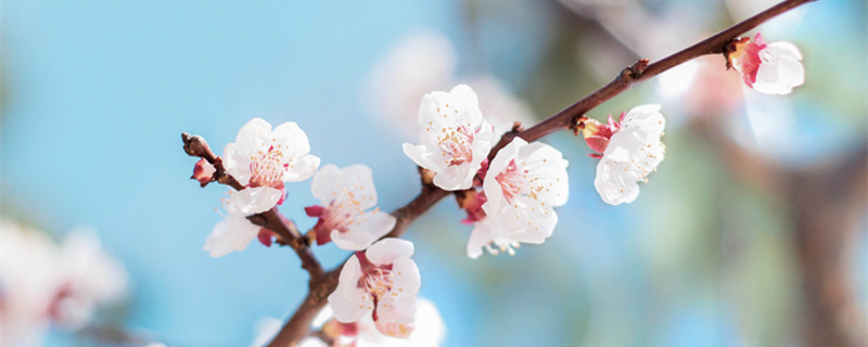 桃树杏树什么季节开花 桃树开花早还是杏树开花早
