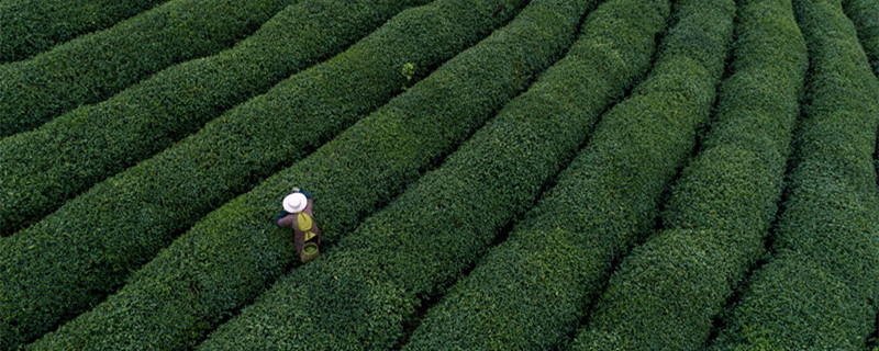 茶树的生长环境有哪些要求 茶树的生长需要具备哪些条件