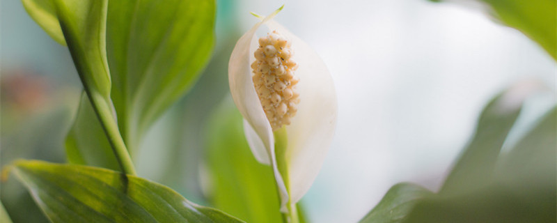 白鹤芋的养殖方法 白鹤芋的养殖方法土培