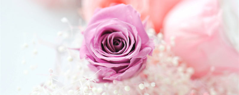 淡紫色玫瑰叫什么（淡紫色玫瑰叫什么之恋）