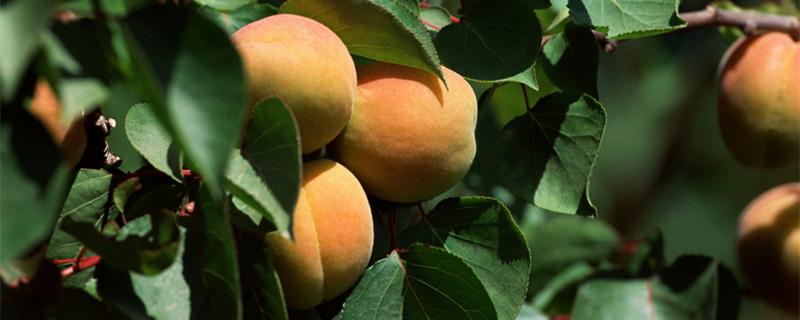 桃树结果时需要施什么肥 桃树结果时需要施什么肥料