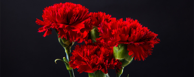 红色的康乃馨的花语是什么 红色康乃馨的花语是什么?