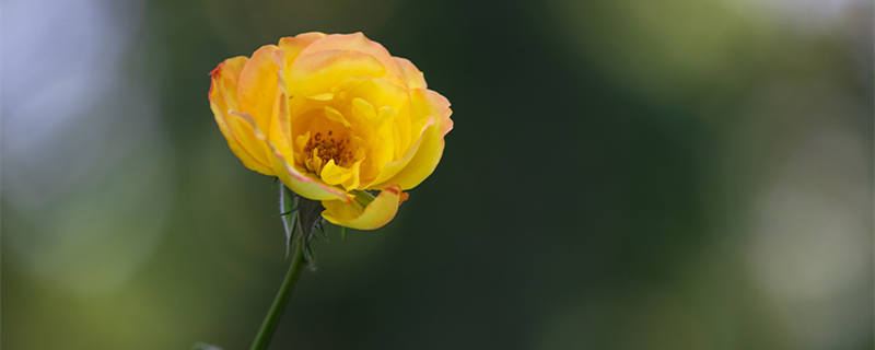 黄月季花的花语和寓意 黄色月季花代表什么象征意义