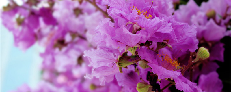 紫薇为什么不能种在家里（紫薇可以种在家门口吗）