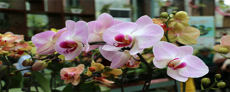 蝴蝶兰的象征意义 蝴蝶兰的象征意义以及花的花语