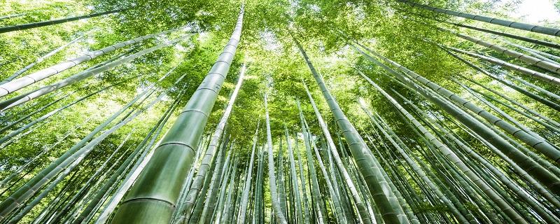 竹子的象征意义 竹子的意义是什么