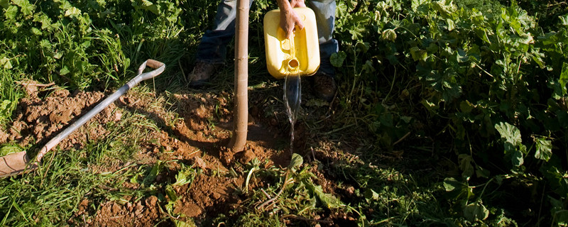 移栽植物时根部带泥土的主要目的是（移栽植物时根部带泥土的主要目的是为了防止水分散失）