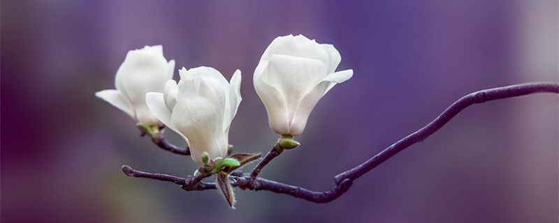 木兰科植物的主要特征 木兰科植物有哪些原始特征