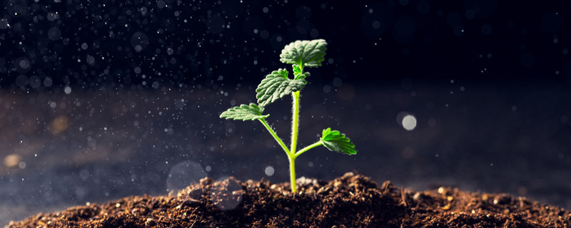 如何让植物的根和芽生长的更快 怎样才能使植物根系快速生长
