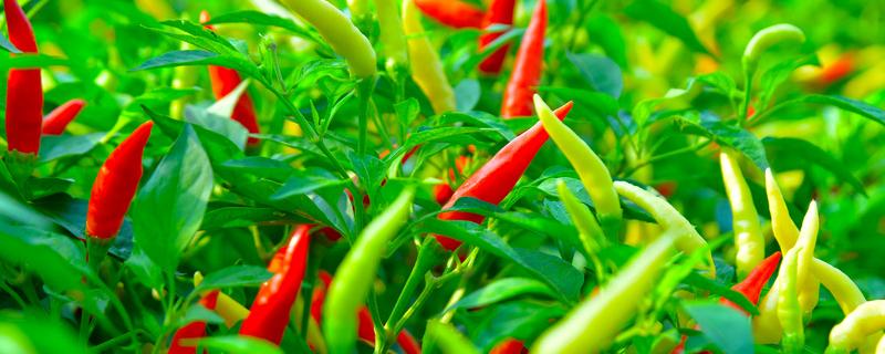 我国东南沿海地区种植冬季辣椒的优势条件，辣椒在南方是什么季节种植的