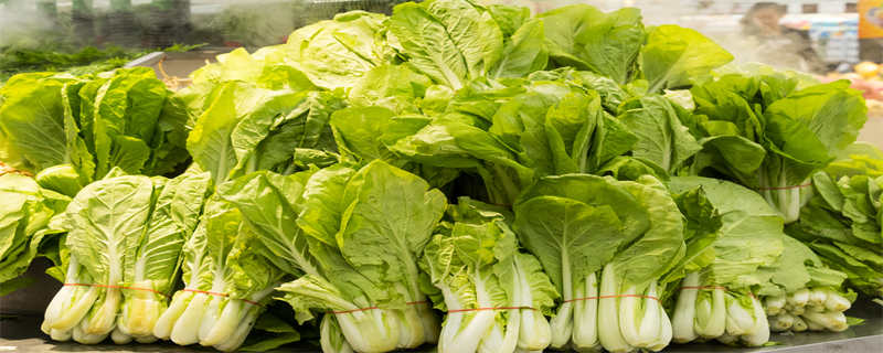 青梗小白菜种植时间和方法 青梗小白菜生长周期