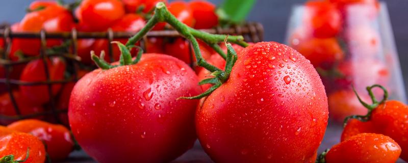 番茄的种植方法，番茄的种植方法和过程