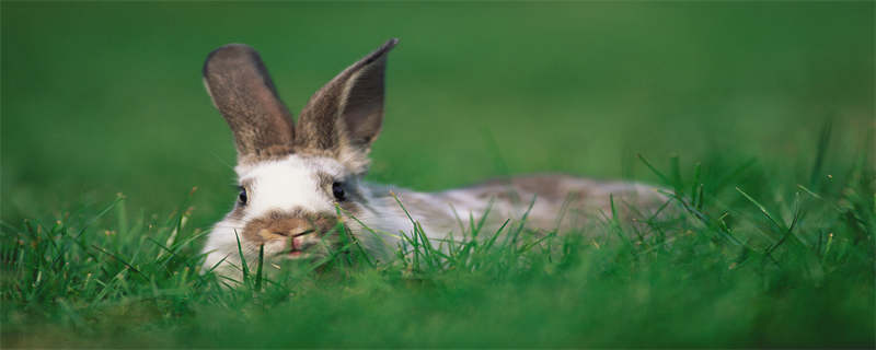 獭兔的养殖技术 獭兔的养殖技术是什么