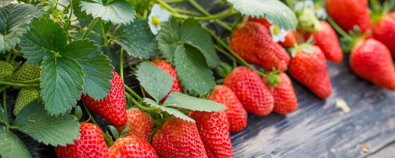 草莓种子种植方法，草莓种子种植方法步骤