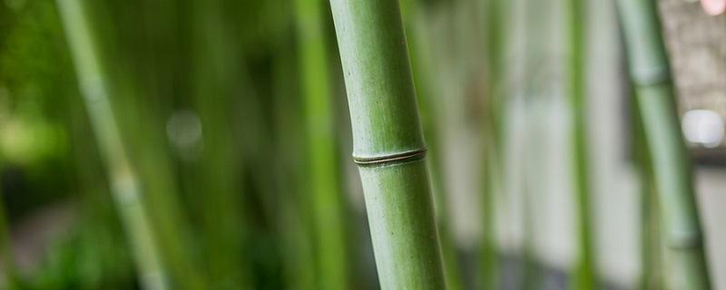 竹子为什么生长速度快 竹子的生长速度有多块