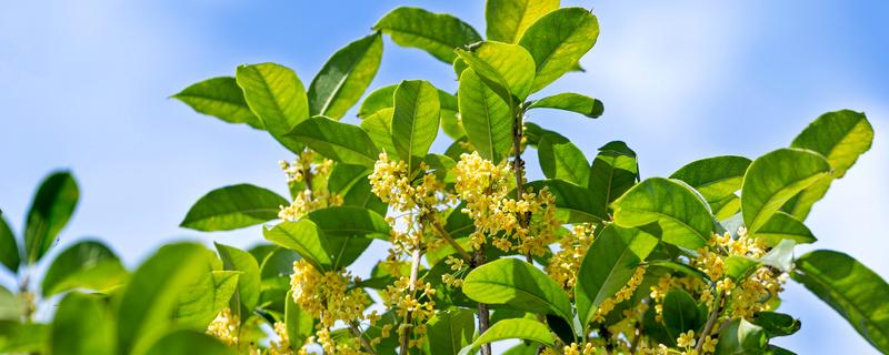 桂花树什么时候修剪枝条最好（桂花树什么时候修剪枝可以）