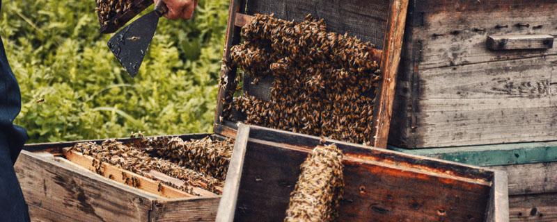 蜜蜂吃饱一次能维持多少天 蜜蜂吃一次饱得多久