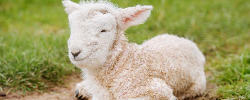 羊感冒的症状与治疗方法，羊感冒怎么治疗