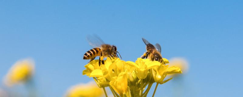 被蜜蜂蛰了怎么消肿止痒的最快方法