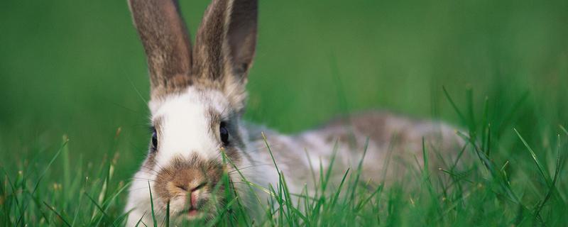 野兔养殖技术（野兔养殖技术视频）