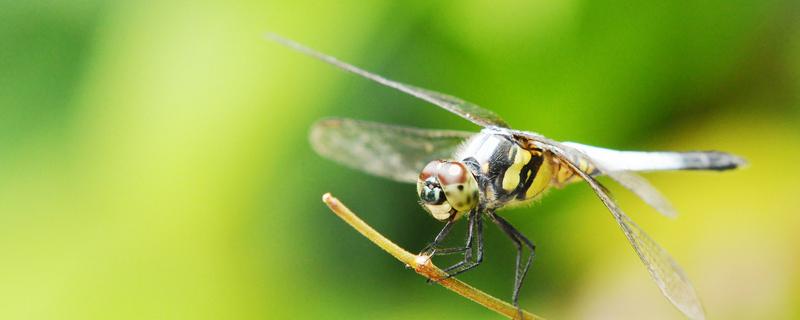 益虫和害虫的区别 常见的益虫和害虫是什么