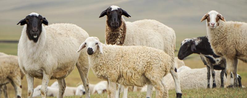 绵羊的性格特点，绵羊的性格特点和脾气