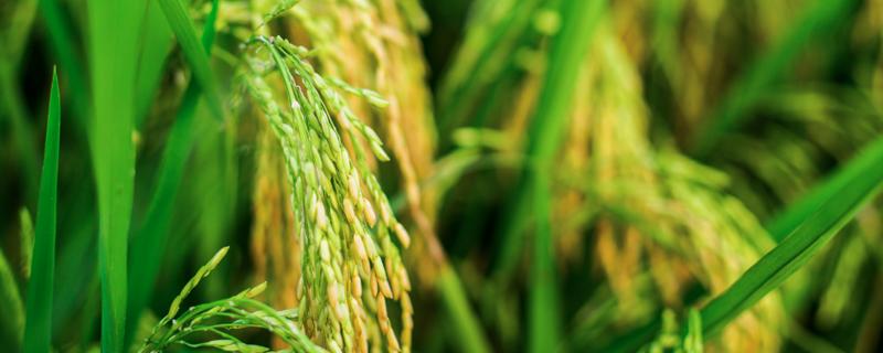 水稻钻心虫防治时间及方法 水稻钻心虫的防治方法