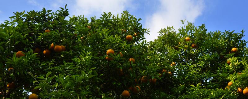 明日见柑橘种植管理技术，柑橘最新栽培技术