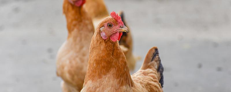 柴鸡养殖技术 柴鸡养殖技术是什么
