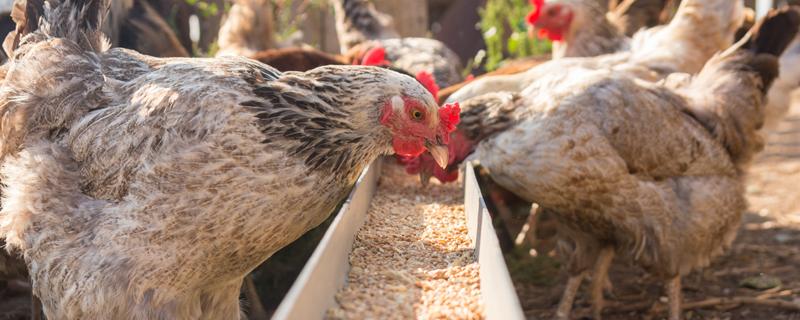 肉鸡养殖技术 肉鸡养殖技术是什么