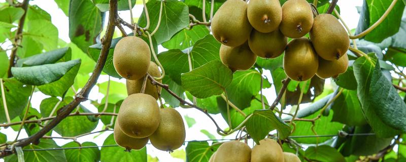 软枣猕猴桃几年结果 软枣猕猴桃要几年结果
