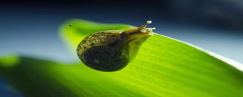 白玉蜗牛养殖技术 白玉蜗牛养殖技术资料