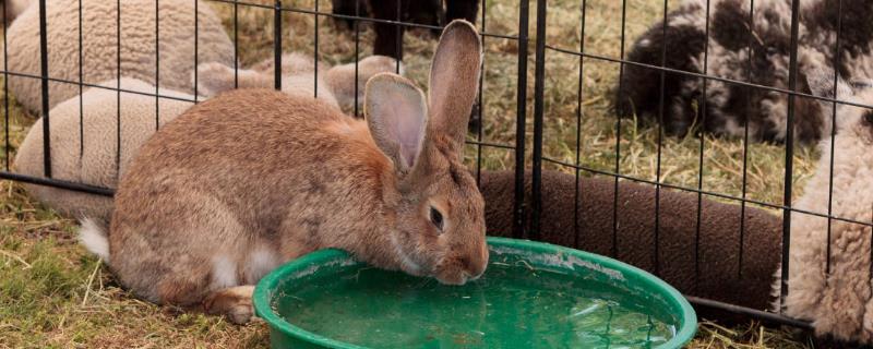 哺乳母兔饲养管理技术，防止老鼠和兽害咬食仔兔