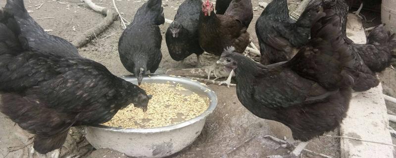 乌鸡的养殖方法，注意做好这几点 乌鸡的养殖技术和种类