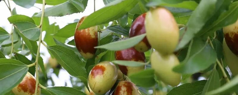 红枣树怎么种植，附其管理办法 新栽的枣树怎么管理