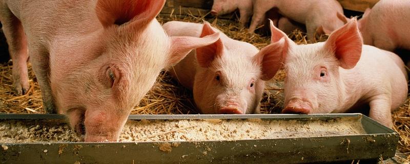 猪食用发霉饲料后会有什么症状，该怎么预防
