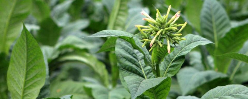 烟叶该如何种植，这五点是关键 烟叶栽培要点