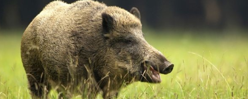 野猪养殖的几种错误养殖方法，有五个方面
