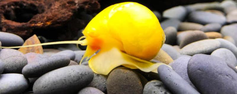 黄金螺怎么繁殖，附生活习性 黄金螺的饲养与繁殖