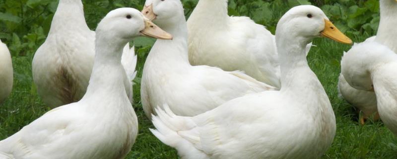 肉鸭高密度旱养技术，附喂食方法 肉鸭笼养高产肉鸭养殖技术