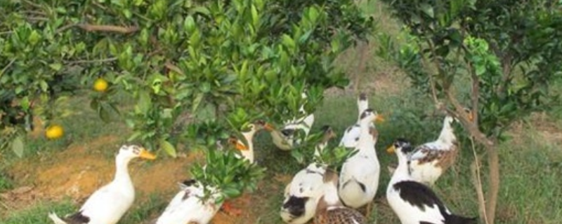 果园养鸭的技术，主要有六个方面 果园养鸭注意什么