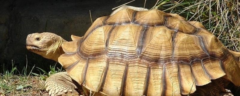 陆龟如何过冬，陆龟养殖条件有哪些 陆龟的养殖方法以及注意事项