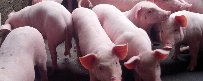 仔猪补栏饲养管理技术，附防范措施 目前养猪可不可以补栏