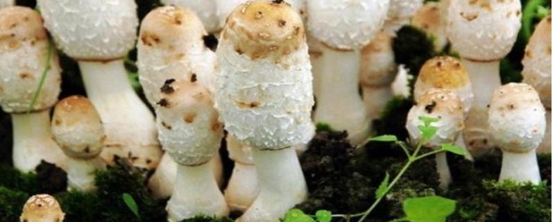 鸡腿菇高产种植技术，鸡腿菇如何覆土管理