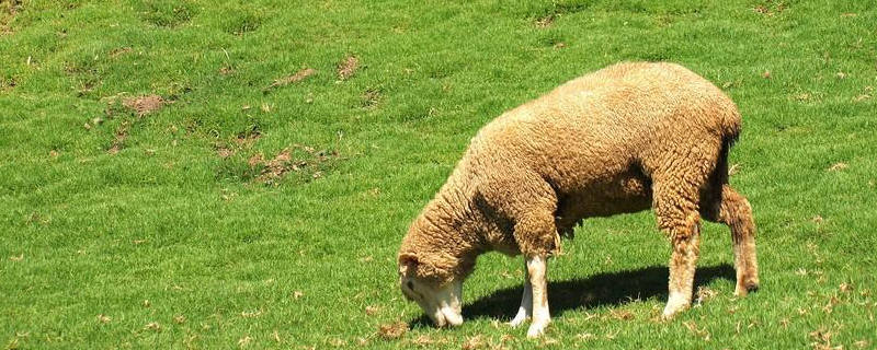 绵羊养殖技术，详细介绍（绵羊的养殖技术）