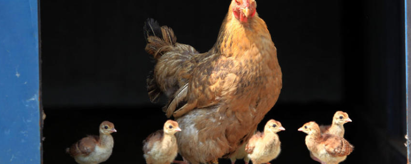 养鸡过程中使用小苏打的用量，小苏打在养鸡中有哪些应用