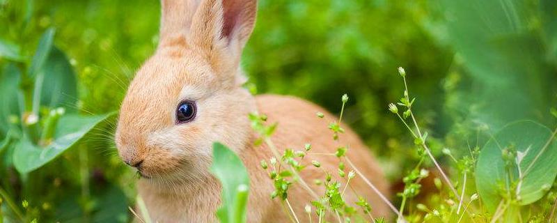 宠物公主兔价格多少钱一只 兔子宠物价格